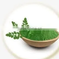 DRIED MORINGA LEAVES POWDER BEST QUALITY AT BEST PRICE photo-3