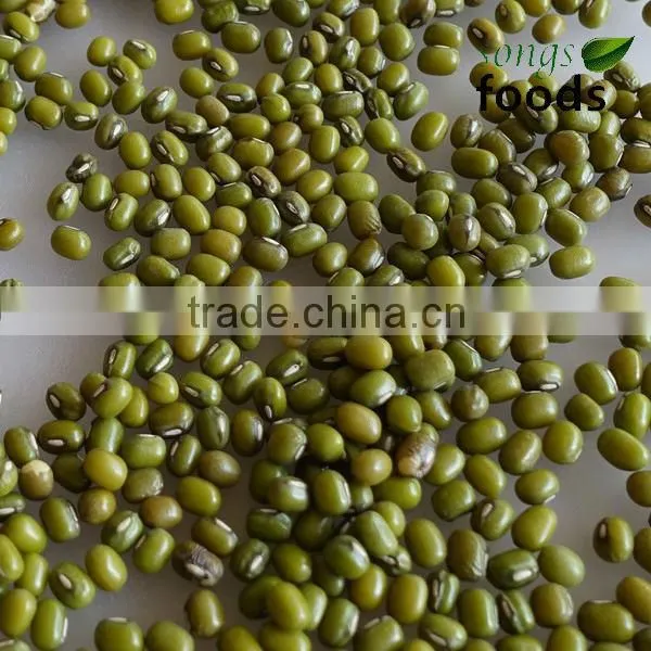 China Bulk Fresh Green Mung Bean For Sale