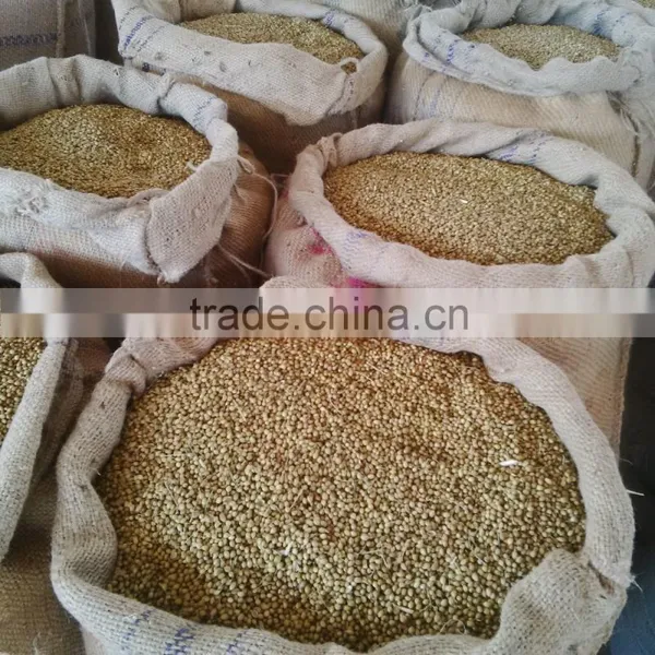 Eagle Coriander Seeds photo-5