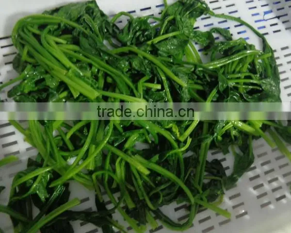 NEW SEASON FROZEN SPINACH LEAVES photo-3