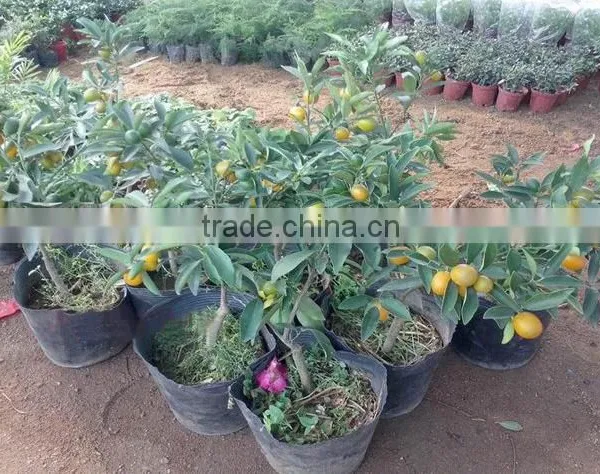 Seedless Orange Tree Seedling photo-2