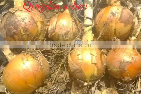 Fres Onion photo-6