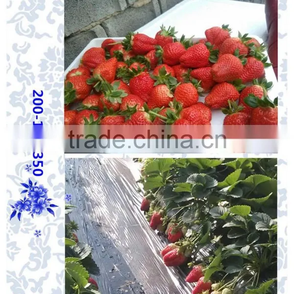 Full Nutrient Fertilizer 150-150-350 +TE photo-4