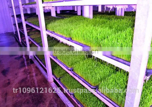 StarMax Hydroponic Fodder Machine / Green Fodder Machine / Green Fodder photo-5