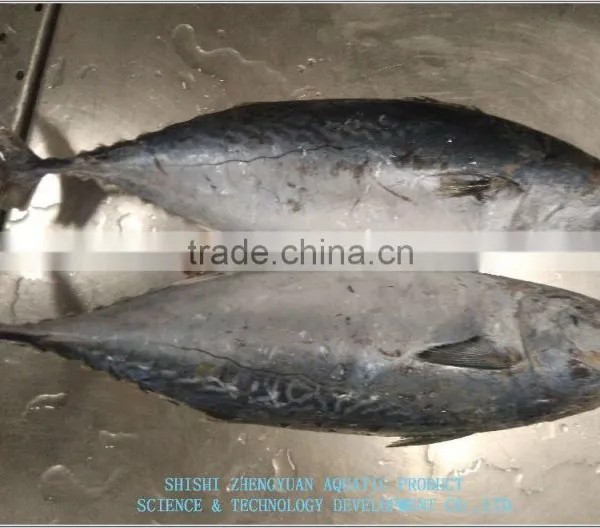 China Export Frozen Bonito Tuna 700+ photo-2