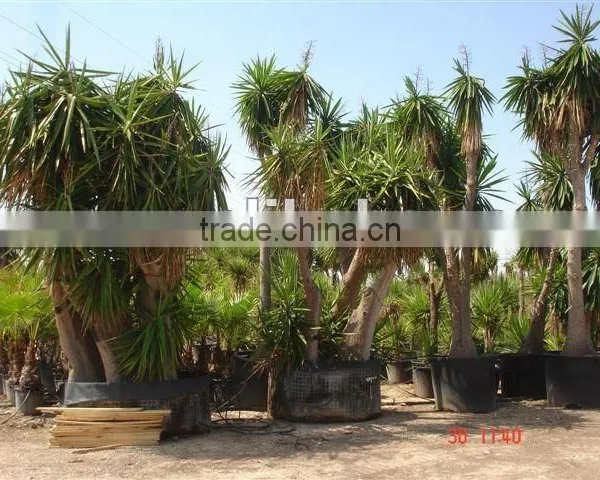 Yucca Elephantipes