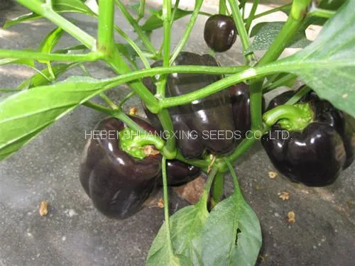Purple Hybrid Blocky Sweet Pepper Seeds photo-3