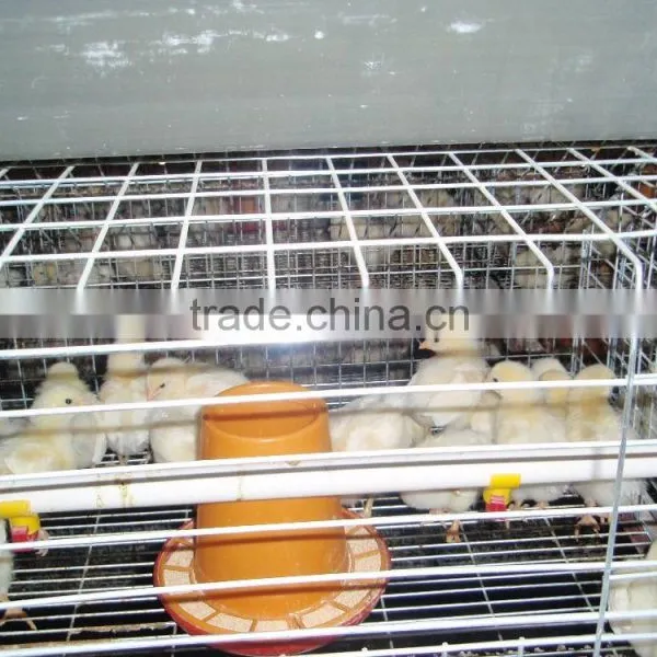 Chicken Battery Cages