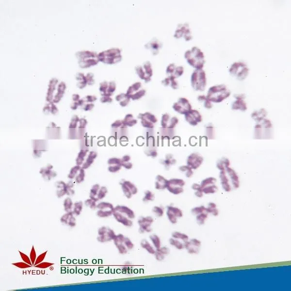 Hot Sale Educational Histology Glass Microscope Mixed Set Prepared Slides photo-4