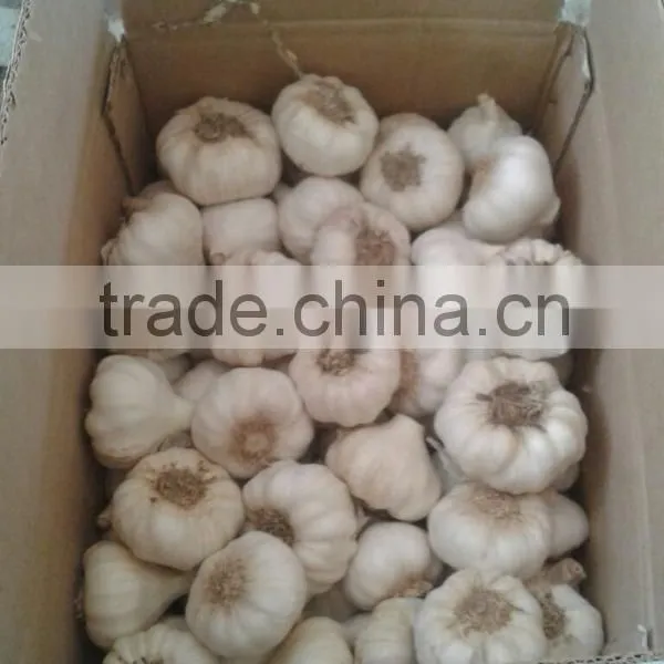 Supply Fresh Garlic photo-3