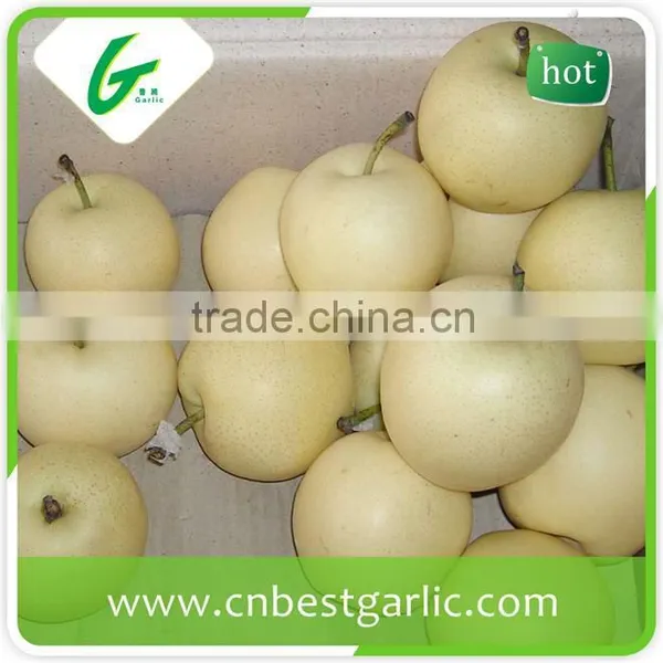 9kg 18kg Bulk Fresh Crown Pear photo-5