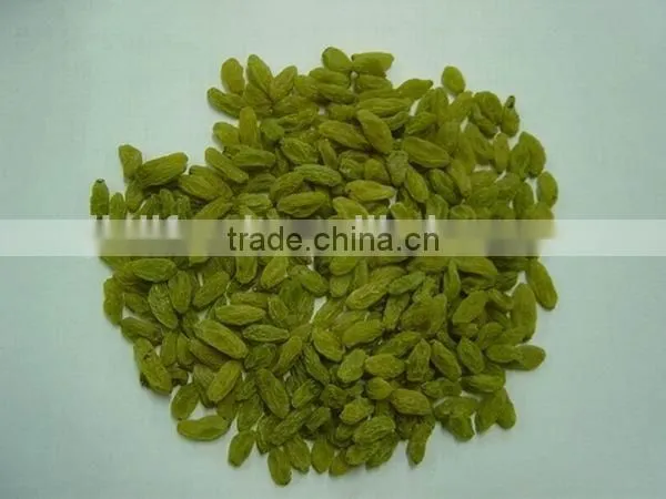 All Types of Green Raisin Golden Raisin Sultana Raisin photo-2