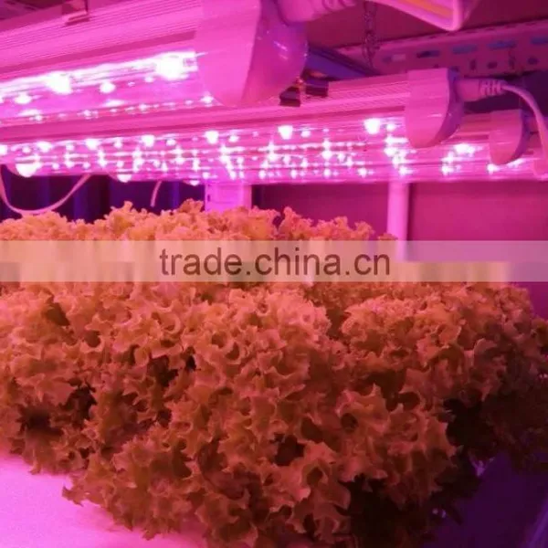 Sunlight Led Light/vertical Farming Led Light/orchid Seedlings Grow Light photo-3