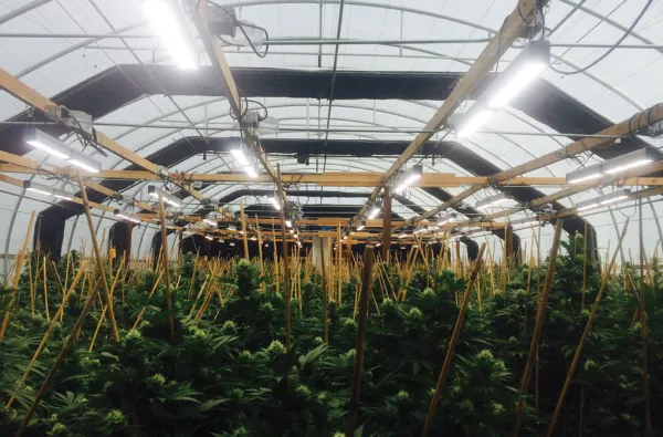 Blackout Greenhouse Plants Growing for Medical Use photo-4