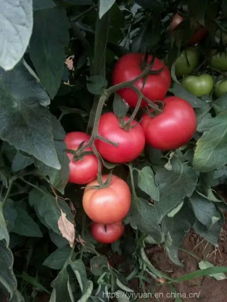 Big Pink Seeds Hot Tomato Greenhouse Plant Tomato Seeds No.62 photo-2