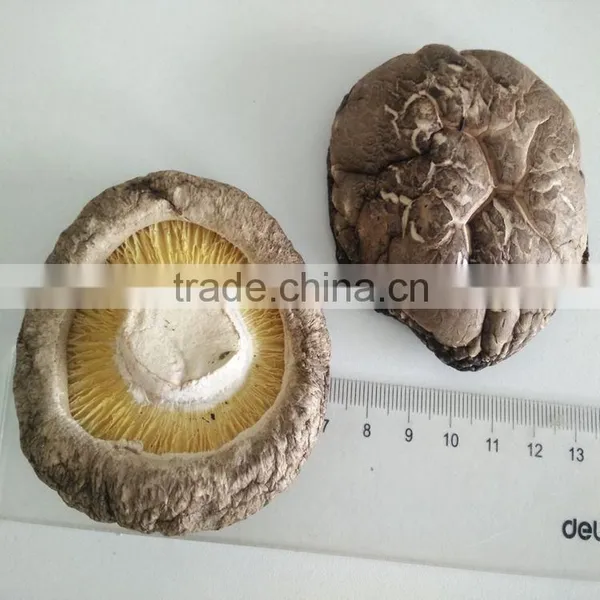 Wholesale Factory Prices for Shiitake 1KG photo-4