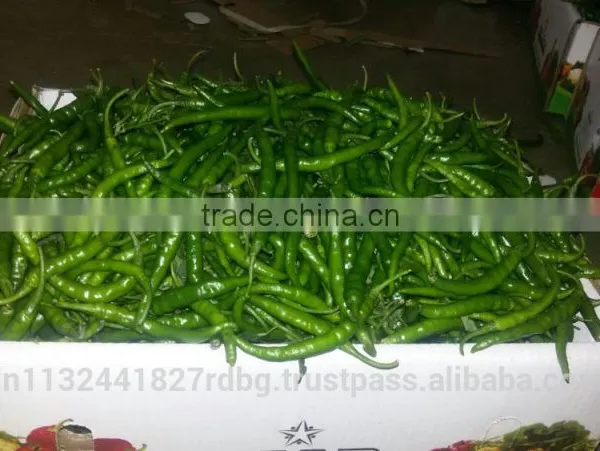 Indian Fresh Long,dark Green and Spicy Green Chilli Exporter