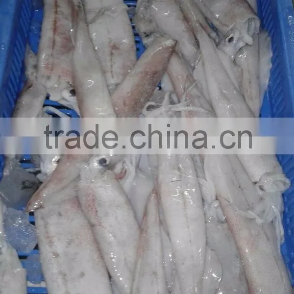 NEEDLE SQUID WHOLE photo-3