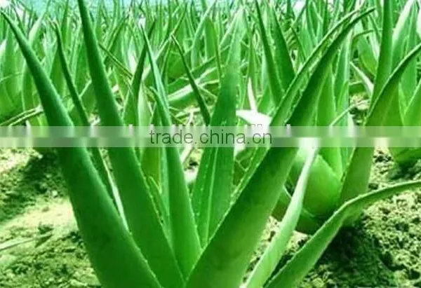 100% Pure Aloe Vera Gel photo-3