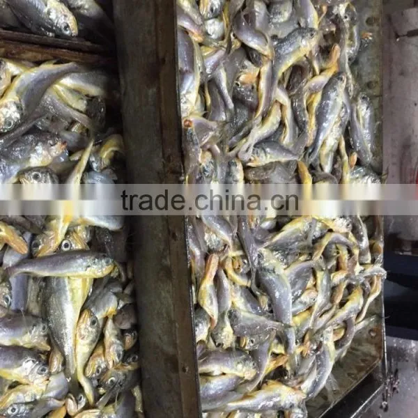 Marine Fresh Seafood Fish Yellow Croaker photo-2