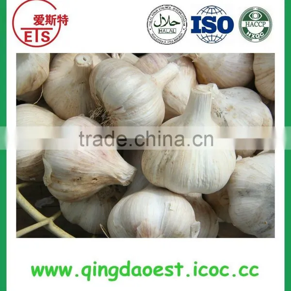 Good Quality and Best Price Hot Sale Fresh Pure White Garlic photo-3