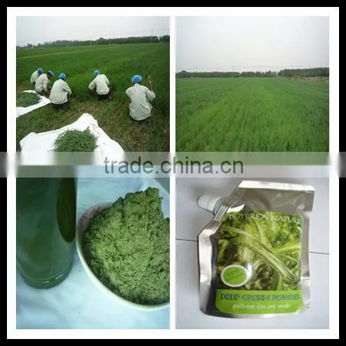 2015 Organic Wheat Juice Green Powder photo-6