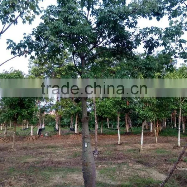 Gossampinus Malabarica Cotton Trees Seedling From China photo-2