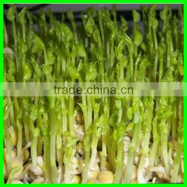 Lowest Price Automatic Bean Sprouter/bean Sprouting Machine With Best Service photo-6