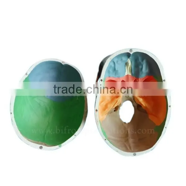 Life Size Plastic Medical Anatomical Skull Model photo-4