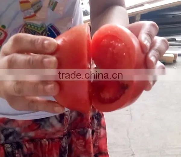 Fruit Vegetable Chinese Cabbage Half Cutting Machine Cutter photo-6