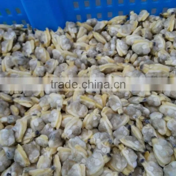 Frozen Boiled Baby Clam Meat for Seafood Mixed Bulk Packing photo-5