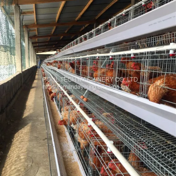 Battery Layer Chicken Cages Rearing 10000 Layers for Poultry Farm photo-2