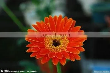 Types of Fresh Cut Flowers Gerbera Flower Fresh Cut Flowers photo-6