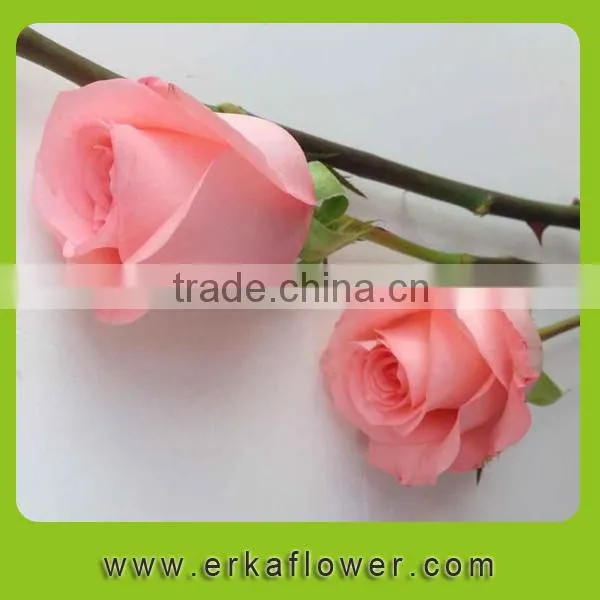Color Pink Rose Fresh Floral Arrangements photo-5
