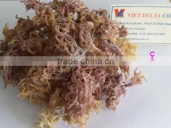 DRIED EUCHEUMA COTTONII USED FOR EXTRACT AGAR AGAR POWDER WITH GOOD AT QUALITY
