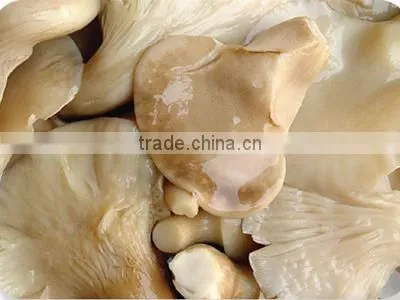 Canned Mushroom Canned Abalone Mushroom photo-2