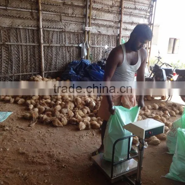 Organic Coconuts Exporter photo-4