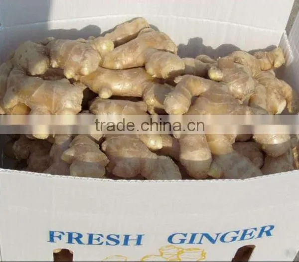 Bulk Fresh Ginger in Carton Package photo-3