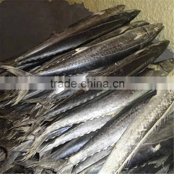 Narrow-barred Spanish Mackerel