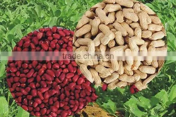 Agricultural Health Snack Food Dry Roasted Peanuts/red Skin Peanut Kernels Dry Roasted Peanuts/red Skin Peanut Kernels photo-3