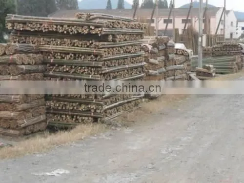 Variosu Size Bamboo Poles photo-2