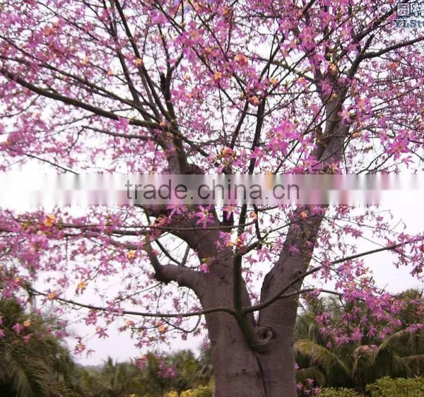 Gossampinus Malabarica Seedling photo-6