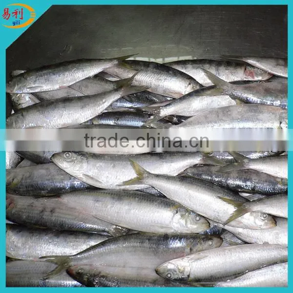 Price Frozen Sardine