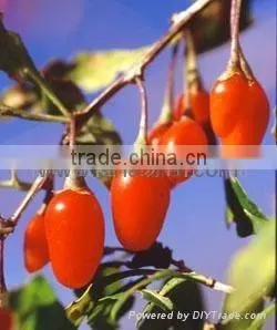 Goji Berries photo-5