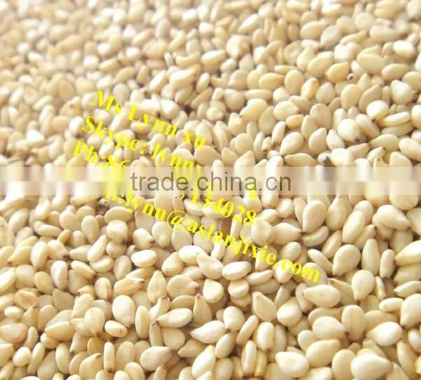 Supermicro Mill Sesame Paste Making Machine / Sesame Butter Making Machine photo-5