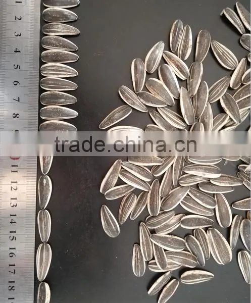 Inner Mongolia Sunflower Seeds 601 With Good Price photo-2