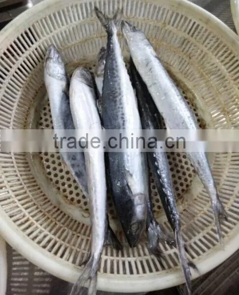 Frozen Spotted Spainsh Mackerel photo-2
