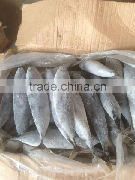 Sea Frozen Bonito Tuna photo-4