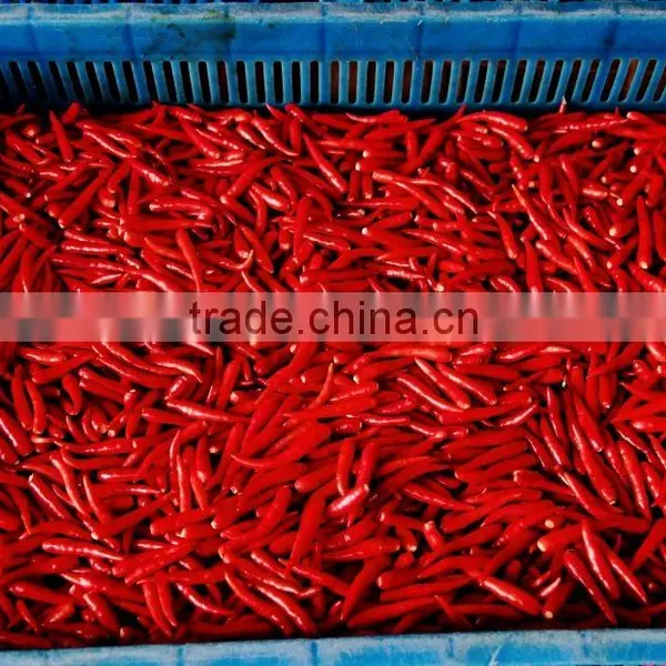 Fresh Hot Red Chili Exporting Vietnam photo-3