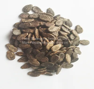 Emperor Chinese High Quality Hybrid Watermelon Seeds for Growing photo-4